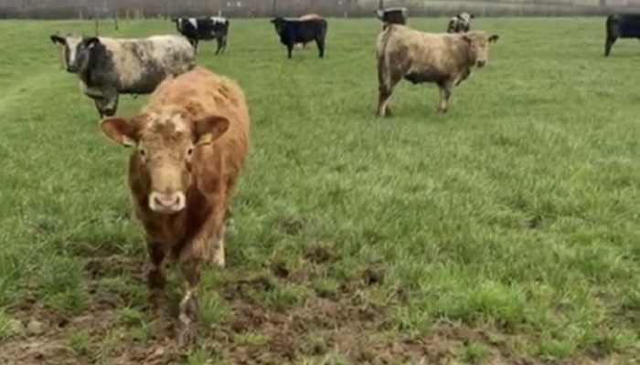 breeding and beef heifers on Ruairi Cummins farm in Co Kilkenny 2024