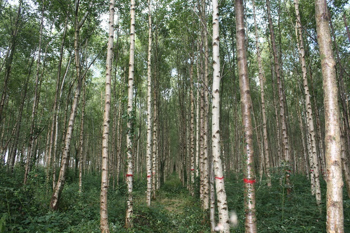 breeding and improvement programme trees