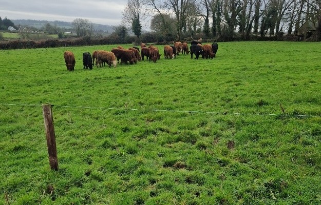 breeding heifers on James Shehans farm 625 x 400