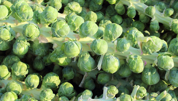 Cover image for A closer look at Brussels sprouts article