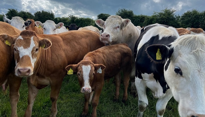 Counting down to the end of breeding with Future Beef Farmer John Barry