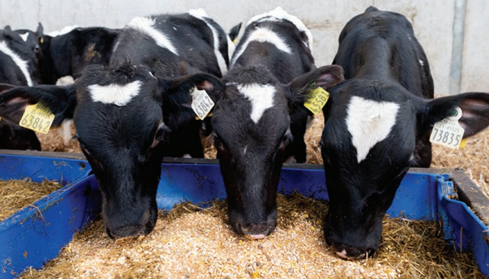 Watch: Avoiding the post-weaning growth check