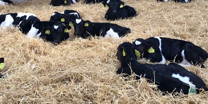 Calves in straw