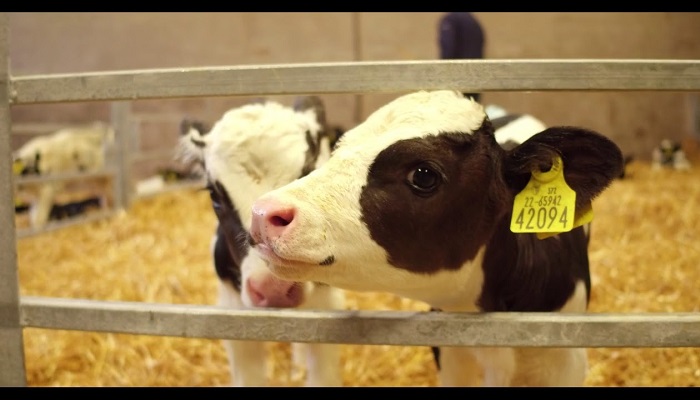 What milk and concentrates should be in the diet of the calf?