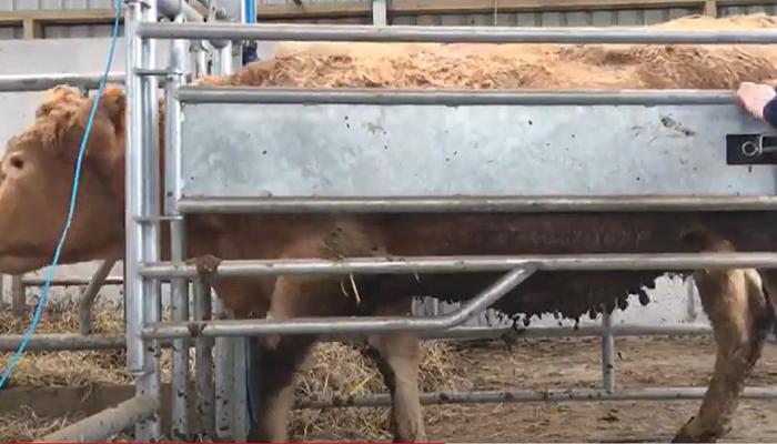 Safety at calving time