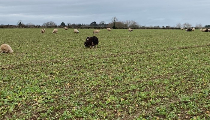 Catch crop grazing options limited