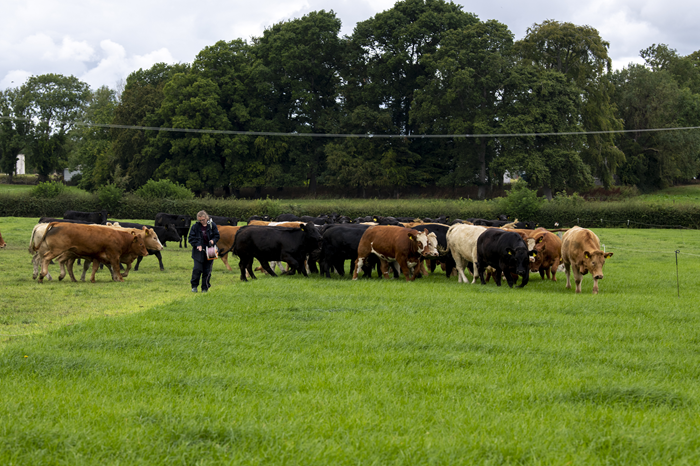 Set up a paddock system to get more from grass