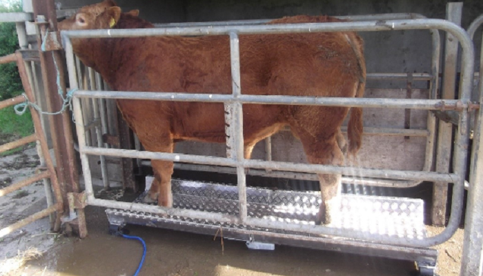 SCEP and dairy-beef weighing tasks