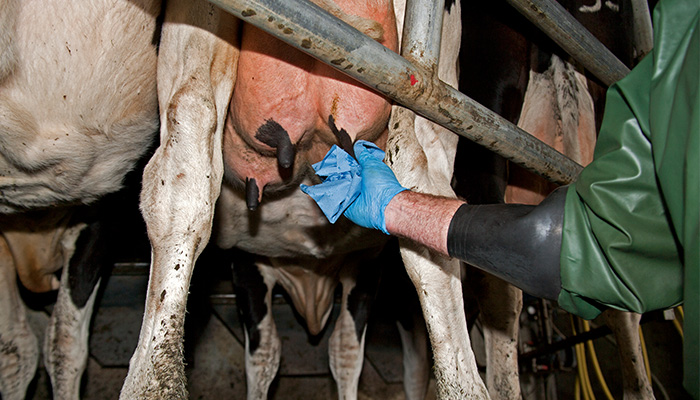 Choosing cows for Selective Dry Cow Therapy (SDCT)