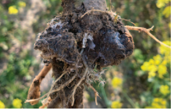 Clubroot