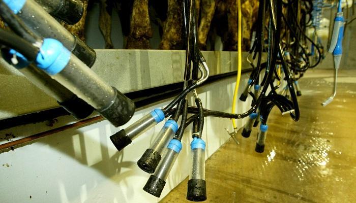 Once-a-day milking: the impacts on Cheddar cheese