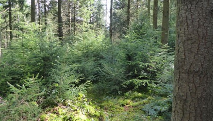 The Woodland Improvement Scheme - supporting sustainable woodland enhancement