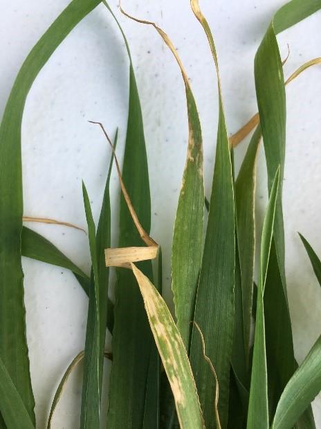 Copper deficiency in spring barley