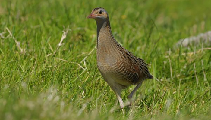 Endangered Corncrake making a welcome return
