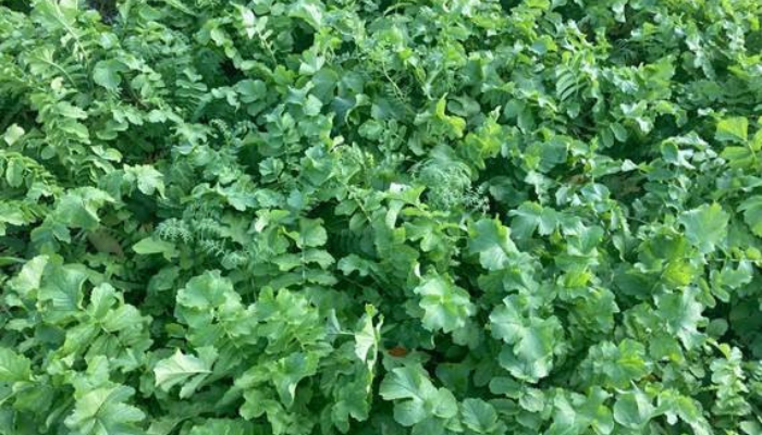 The role of catch crops in nitrogen uptake