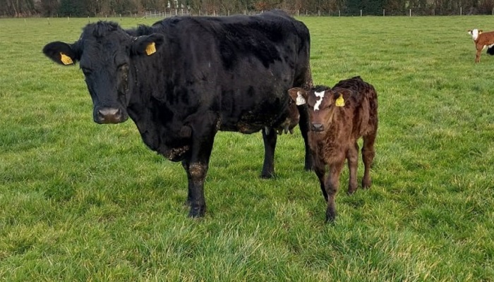 Research update: Cow-calf bond development