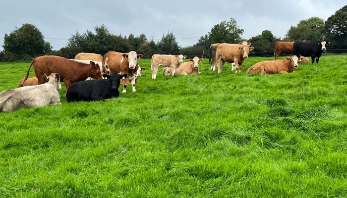 September management tips on beef farms