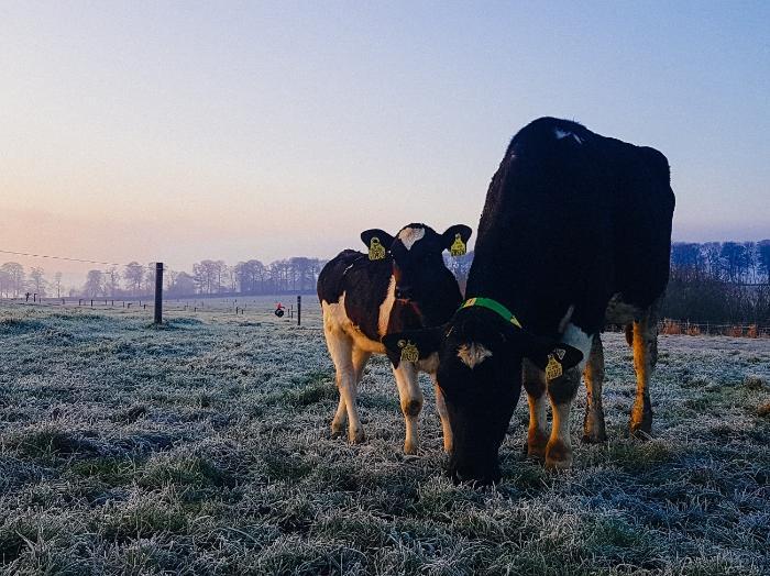 Cow-calf contact systems in Irish dairying