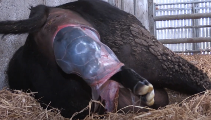 Preparation and Planning – Calving Checklist