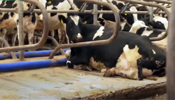 Mastitis Control in Early lactation