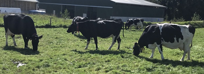 cows at Johnston Castle