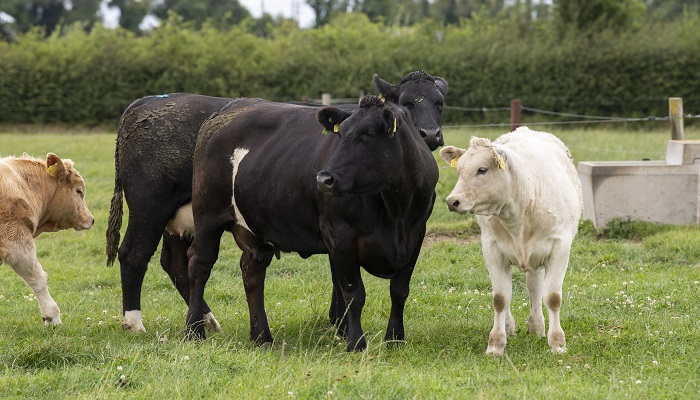 Research update: Breeding and weaning update from the maternal herd at Grange