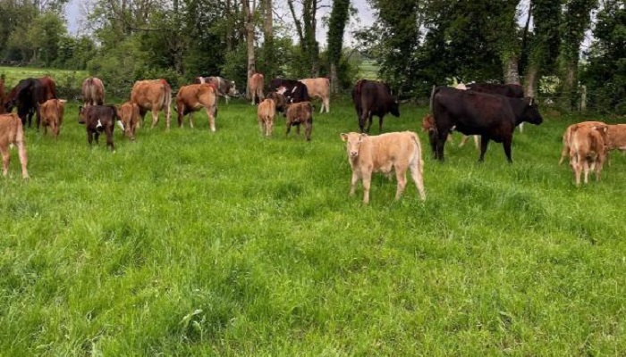 Balancing AI breeding and off-farm work commitments