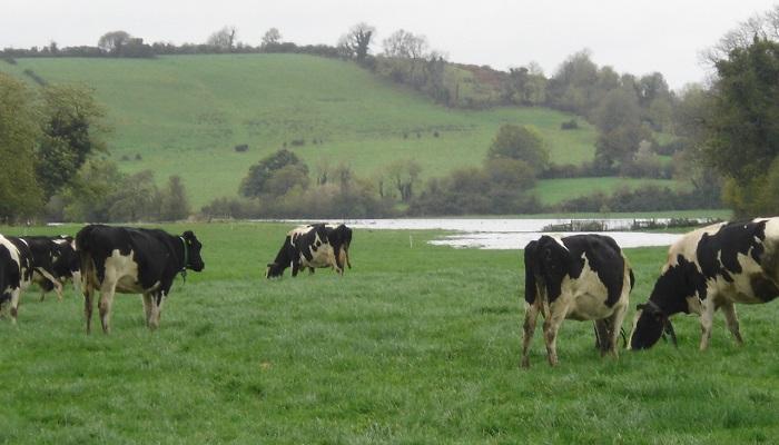Learnings from Ballyhaise - managing through a difficult spring