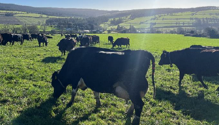 Grazing ramps up on Teagasc/Tirlán Future farms