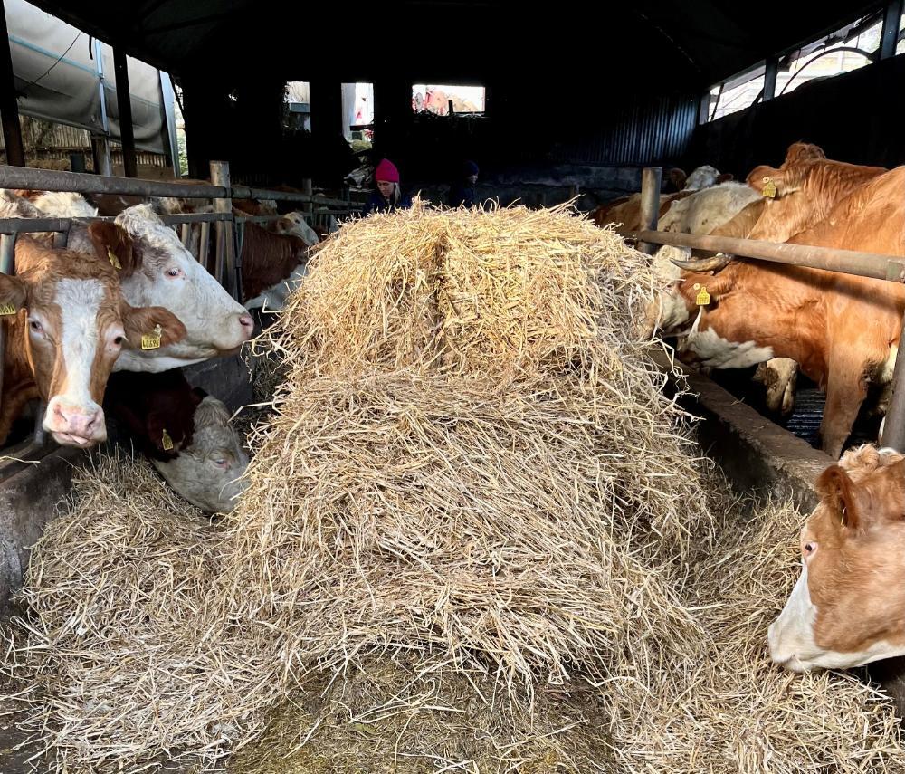 Cows in shed