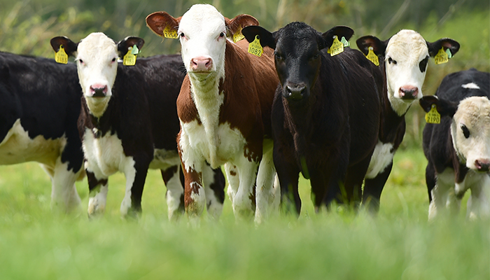 How to build the best dairy calf to beef system for your farm