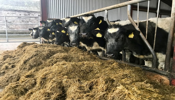 Keeping dairy beef animals healthy this winter