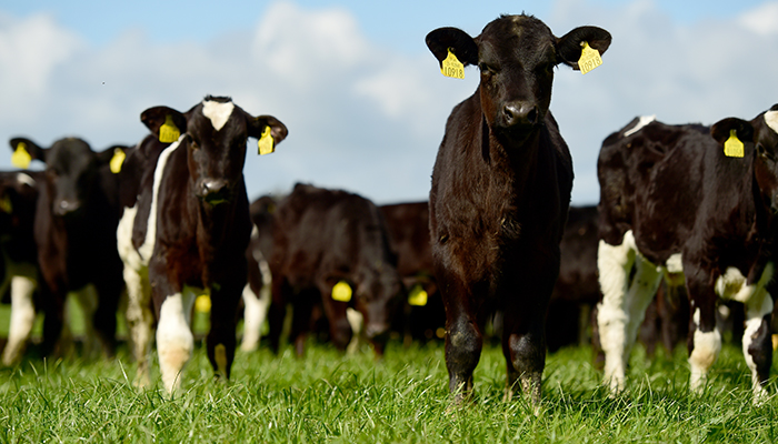 Farm walk planned on DairyBeef 500 farm in Cork