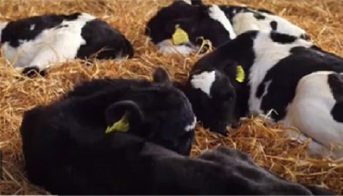 Keeping calves healthy as calf rearing kicks off