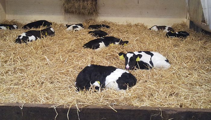 Calf housing on commercial farms in Ireland