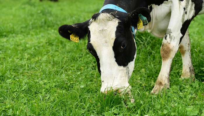Grassland Farmer of the Year to host farm walk