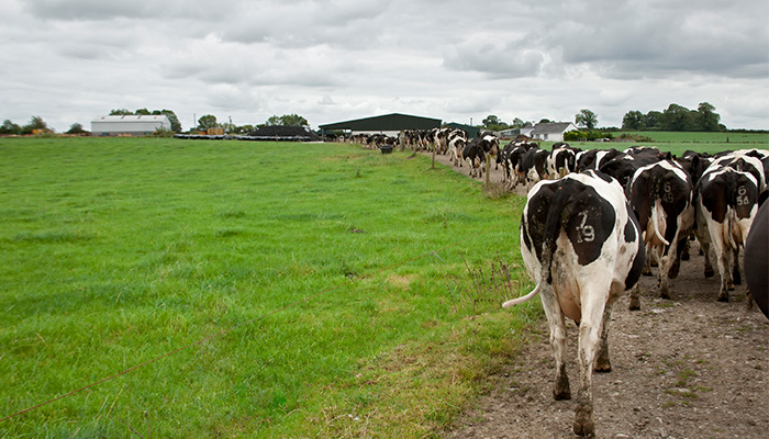 The importance of Spring Grazing for Winter Milk Herds