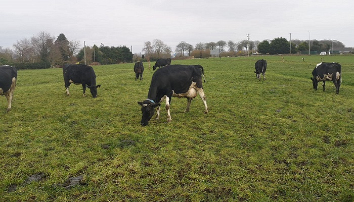 Grass 10 Featured Farm: Caroline O' Sullivan, Teagasc Curtins