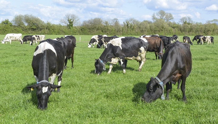 Focus turns to fodder budgeting on Teagasc/Tirlán Future Farms