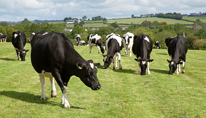 Impact of changes to Nitrates Derogation