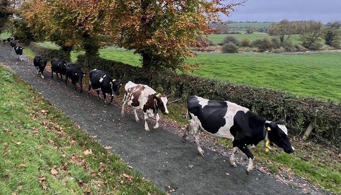 Making sustainability real - a Ballyhaise experience