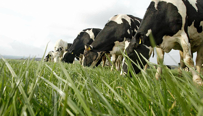 New study demonstrates the effect of pasture versus concentrate diets on the aroma of raw bovine milk