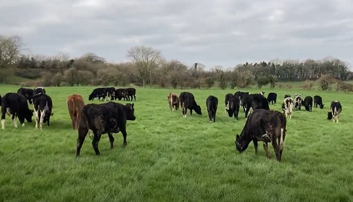 Breeding maiden heifers on the out farm