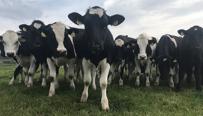 Aiming to improve animal performance without additional meal