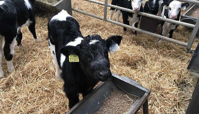 Limit sources when buying dairy-beef calves
