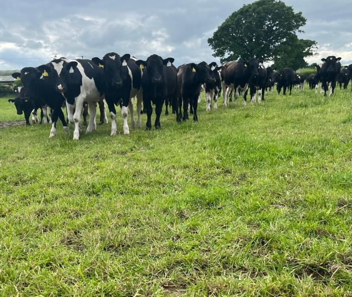 dairybeef animals grazing