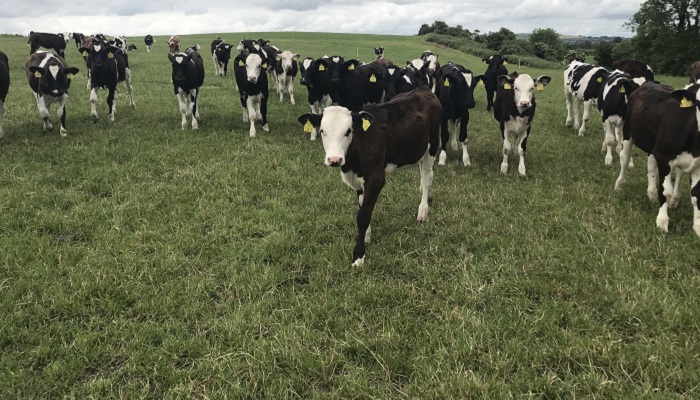 Choosing beef bulls on dairy farms that are better for the environment and your pocket