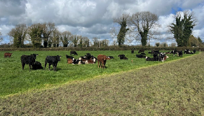 difficult grazing conditions at Tipp Calf to beef demo farm