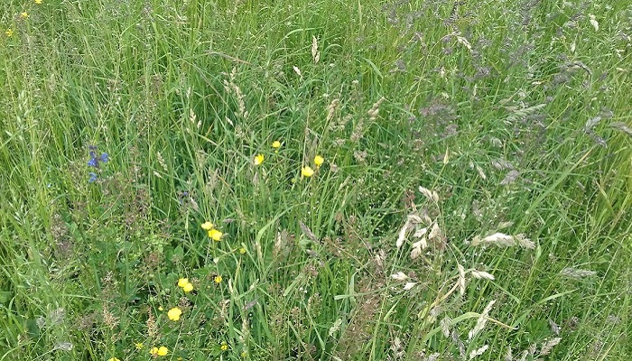 Éagsúlacht Speiceas Plandaí