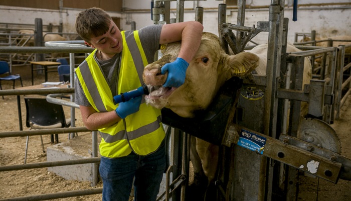 Vigilance required as liver fluke prevalent across many areas 